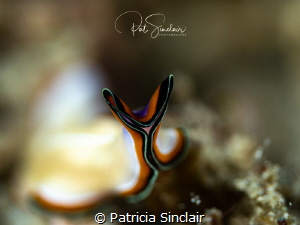 White flat worm - experimenting with wide open aperiture ... by Patricia Sinclair 